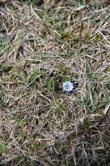 Gentiana aquatica