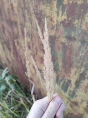 Calamagrostis epigejos