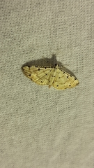 Pycnarmon