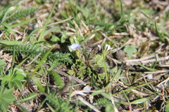 Gentiana aquatica