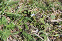 Gentiana aquatica
