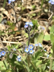 Myosotis ramosissima