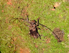 Polyrhaphis angustata