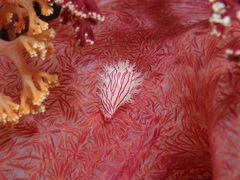 Serratovolva dondani