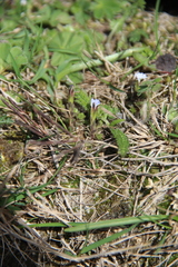 Gentiana aquatica