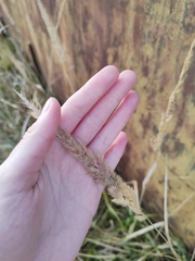 Calamagrostis epigejos