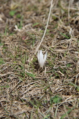 Colchicum trigynum