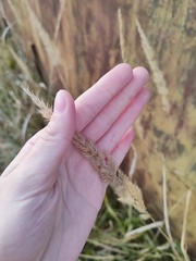 Calamagrostis epigejos