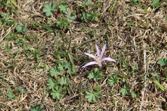 Colchicum trigynum
