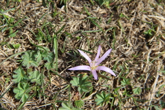 Colchicum trigynum