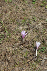 Colchicum trigynum