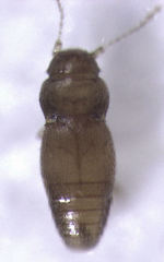 Ptinella taylorae