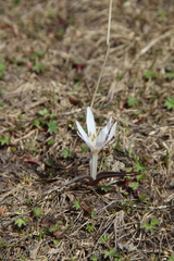 Colchicum trigynum