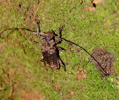 Polyrhaphis angustata