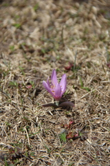 Colchicum trigynum