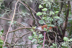 Cantorchilus superciliaris