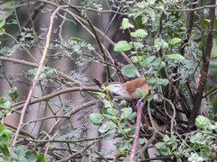 Cantorchilus superciliaris