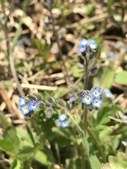 Myosotis ramosissima