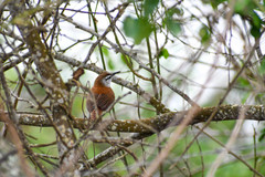Cantorchilus superciliaris