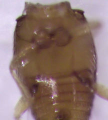 Ptinella taylorae