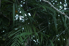 Chamaedorea tepejilote