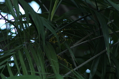 Chamaedorea tepejilote