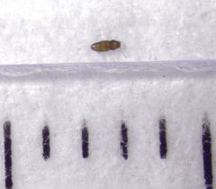 Ptinella taylorae