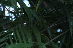 Chamaedorea tepejilote