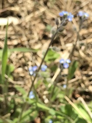 Myosotis ramosissima