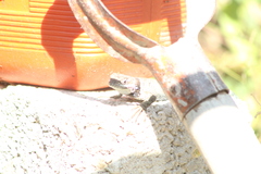 Sceloporus aureolus