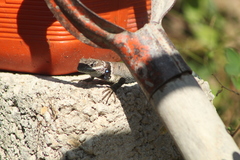 Sceloporus aureolus