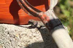 Sceloporus aureolus