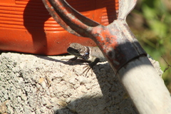 Sceloporus aureolus