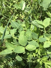 Melilotus officinalis