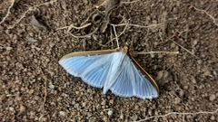 Cydalima laticostalis