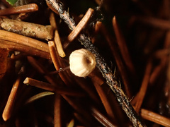 Marasmius wettsteinii