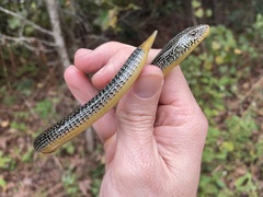 Ophisaurus ventralis image