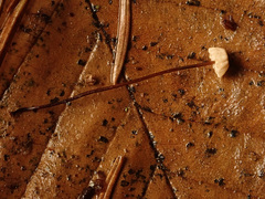 Marasmius wettsteinii