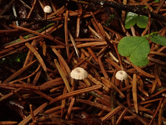 Marasmius wettsteinii