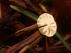 Marasmius wettsteinii