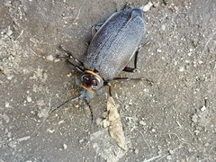 Acanthinodera cumingii