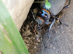 Acanthinodera cumingii