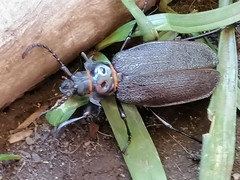 Acanthinodera cumingii