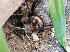 Acanthinodera cumingii