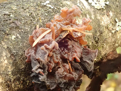 Phaeotremella frondosa