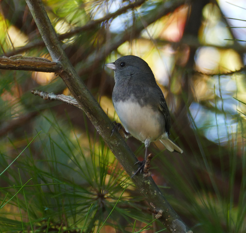 Dark-eyed Junco photographed in Maryland