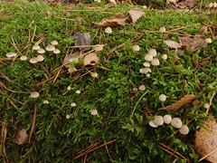 Mycena metata