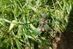 Stachys alpina