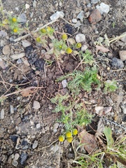 Matricaria discoidea