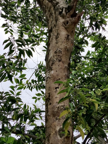 Aquilaria sinensis